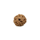 Eight Faced Rudraksha