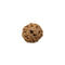 Eight Faced Rudraksha