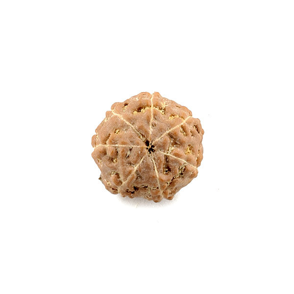 7 Mukhi Java Rudraksha Bead