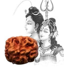 Two Mukhi Rudraksha Bead