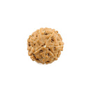 Seven Mukhi Rudraksha