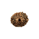 11 Faced Rudraksha Bead