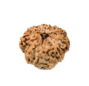 11 Faced Rudraksha (Java Bead)