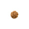 6 Mukhi ( Faced ) Rudraksha Bead