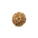 Nine Mukhi Indonesian Rudraksha