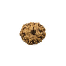 Ten Mukhi Rudraksha