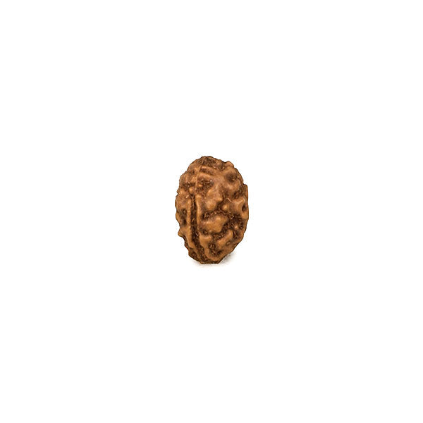 3 Mukhi Rudraksha