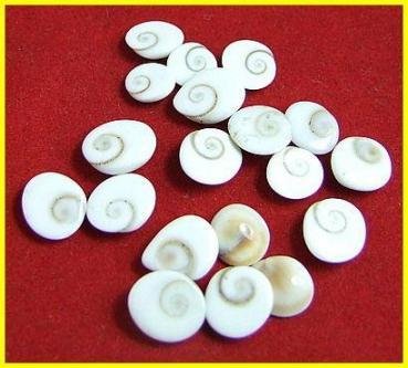 Gomti Chakra, Rakt Gunja for Godddess Lakshmi (11 Pieces)