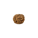 8 Mukhi Natural Rudraksha Bead