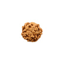 Java Rudraksha 6 Face Bead