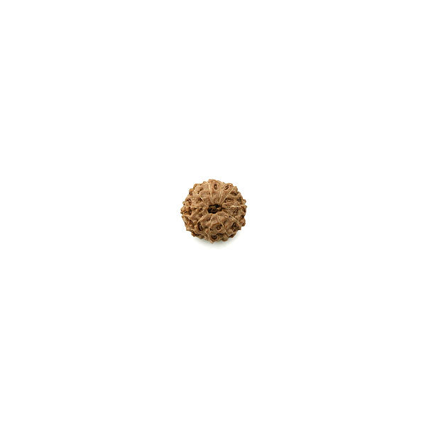 Ten Faced Rudraksha