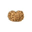 13 Mukhi Rudraksha from Indonesia