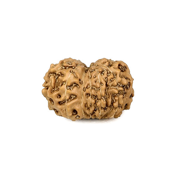 13 Mukhi Rudraksha from Indonesia