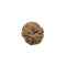 Ashta Eight Mukhi Rudraksha