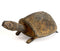 Lovely Turtle Brass Dhokra Statue