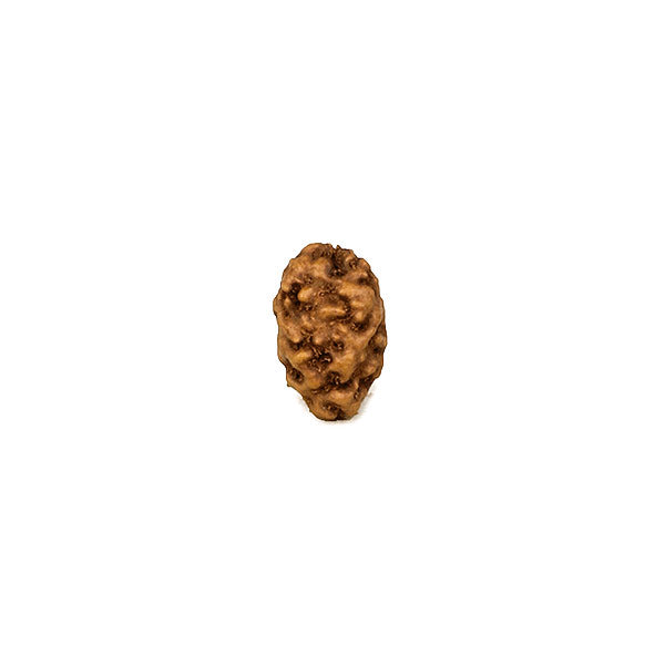 Two Faced Rudraksha Bead