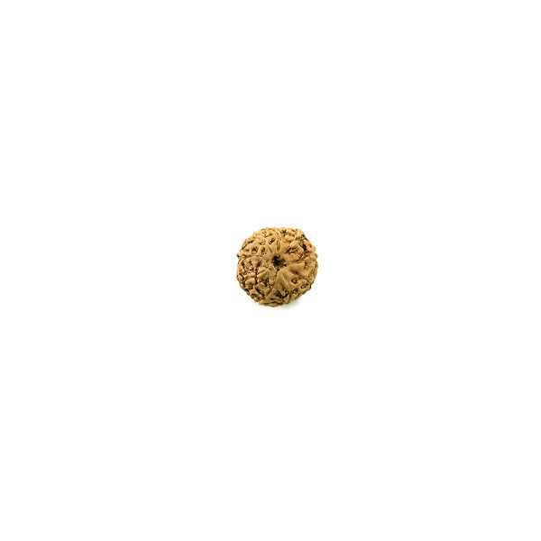 9 Mukhi Rudraksha - Indonesian Bead