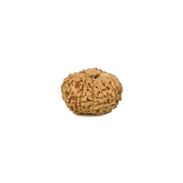 12 Face Rudraksha Java Bead