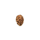 Indonesian 3 Mukhi Rudraksha Bead