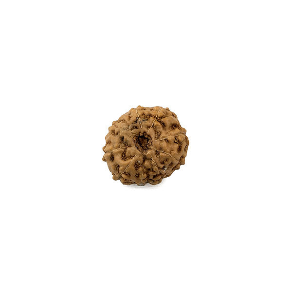 8 Mukhi Rudraksha Bead