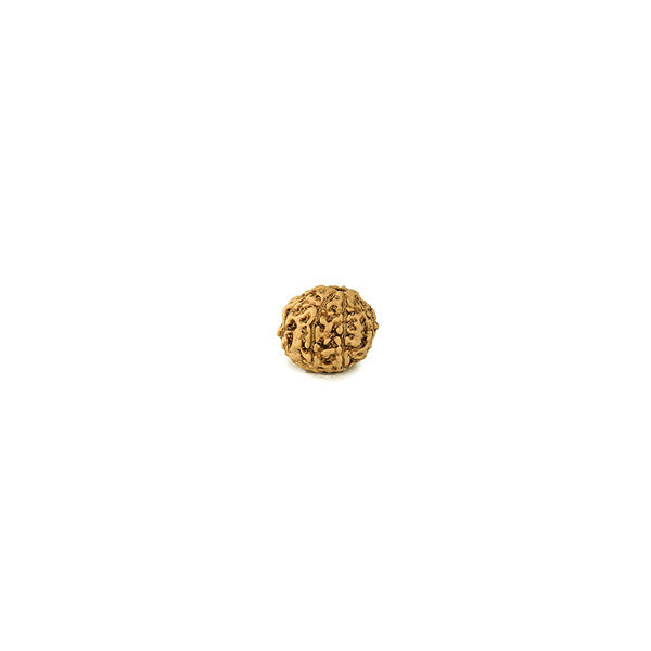 9 Mukhi Rudraksha - Indonesian Bead