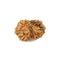 13 Mukhi Rudraksha Bead