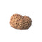 12 Mukhi Rudraksha Bead (code:4239)