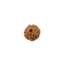 Eight Faced Rudraksha