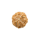 Seven Mukhi Rudraksha (Java Bead)