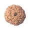 Ten Mukhi Rudraksha from Java