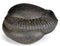 Symbol of Lord Vishnu "Shaligram"