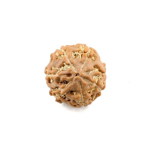 7 Faced Rudraksha