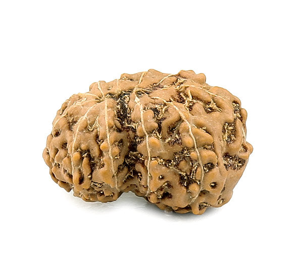 Eleven Faced Rudraksha Bead