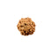 Rudraksha 6 Mukhi