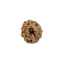 10 Faced Rudraksha