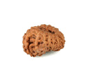 Thirteen Faced Rudraksha Bead