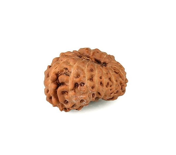 Thirteen Faced Rudraksha Bead