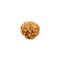 6 Faced Rudraksha of Indonesian Origin