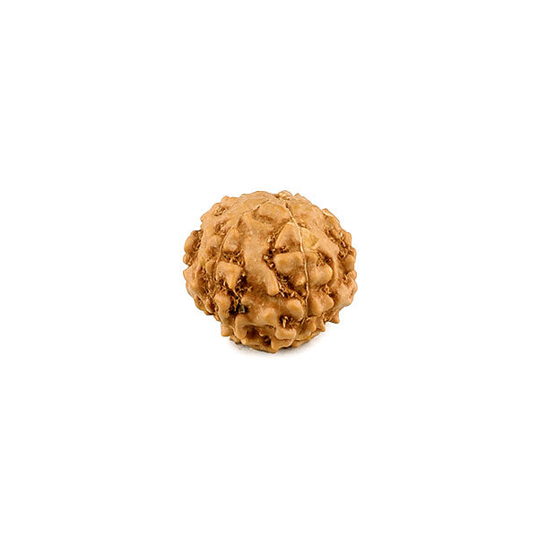 6 Faced Rudraksha of Indonesian Origin