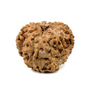 11 Faced Rudraksha (Java Bead)