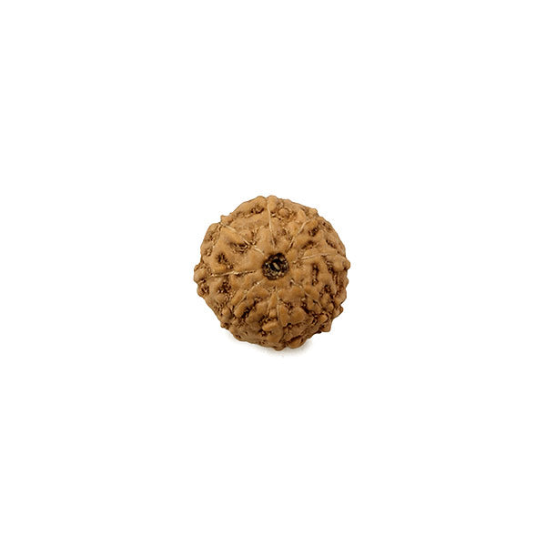 Rudraksha 8 Mukhi