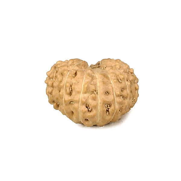 13 Mukhi Rudraksha