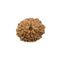 Ten Faced Natural Rudraksha
