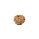 Ashta 8 Mukhi Rudraksha