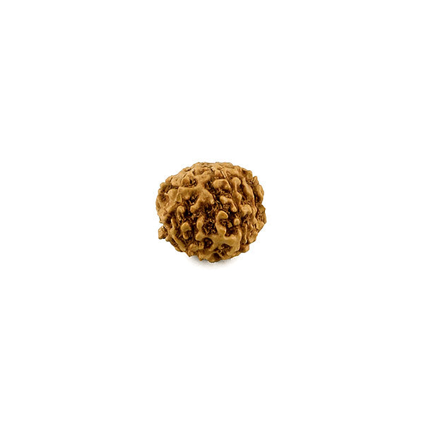 6 Mukhi Rudraksha from Indonesia