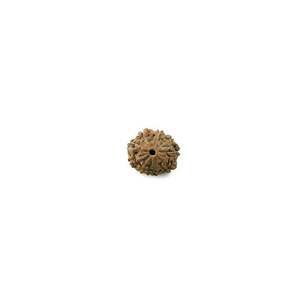 Ten Mukhi (Faced) Rudraksha Bead