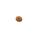 10 Mukhi Rudraksha Bead from Java