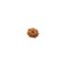 10 Mukhi Rudraksha Bead from Java