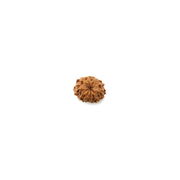 10 Mukhi Rudraksha Bead from Java