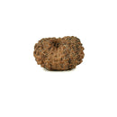 Fourteen Mukhi Java Rudraksha Bead